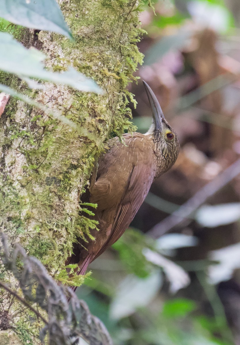 Strong-billed Woodcreeper (Andean/Northern) - Arman Moreno