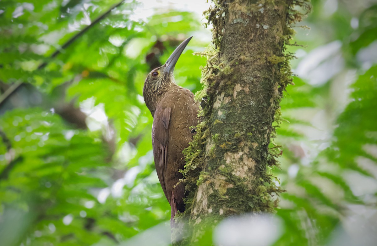 Strong-billed Woodcreeper (Andean/Northern) - ML218133191