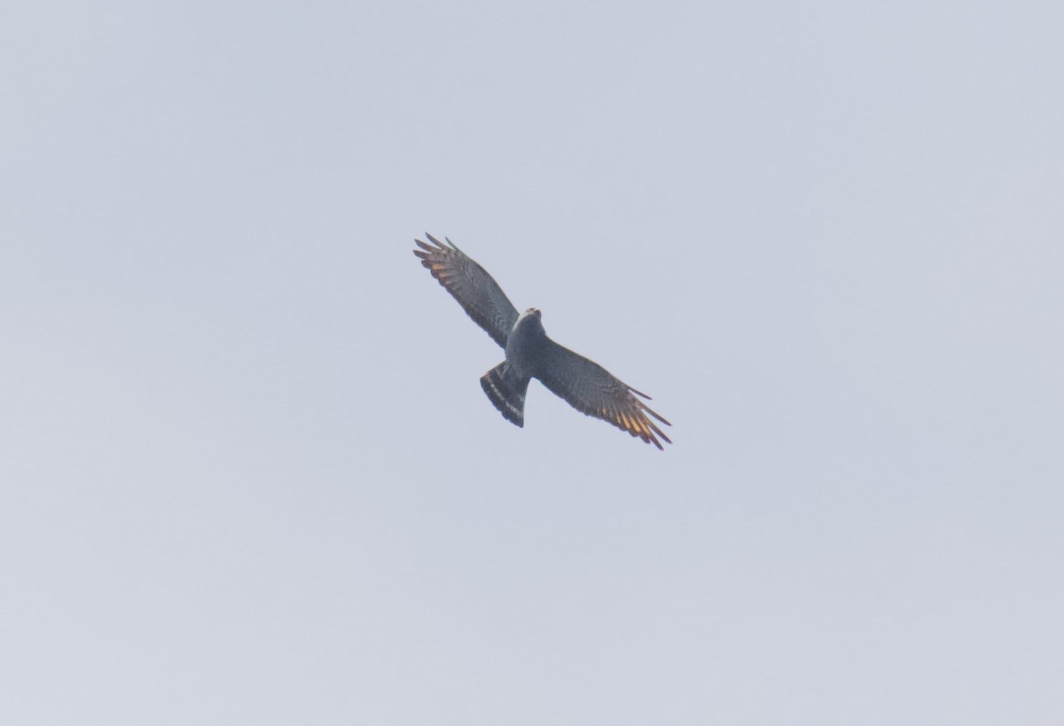 Plumbeous Kite - ML218133301
