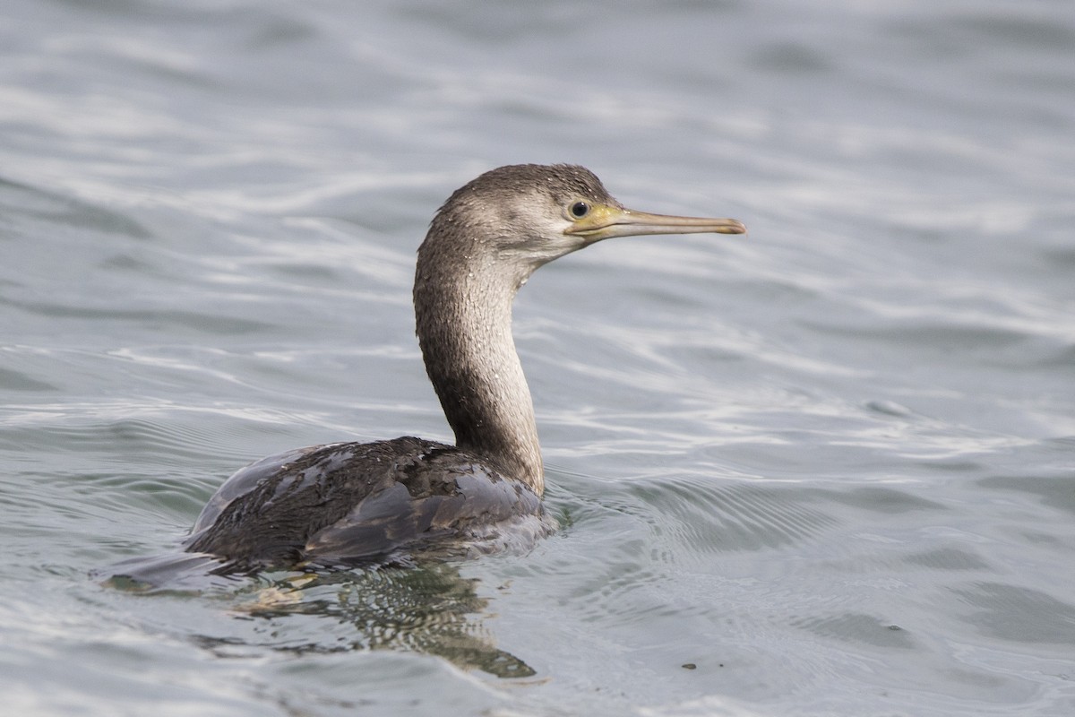 Spotted Shag - ML218134531