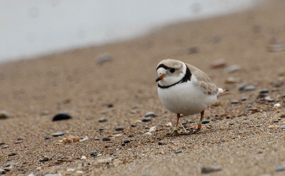 Piping Plover - ML21813601