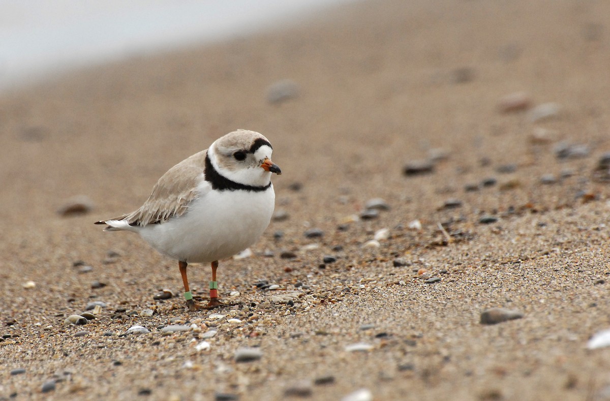 Piping Plover - David M. Bell