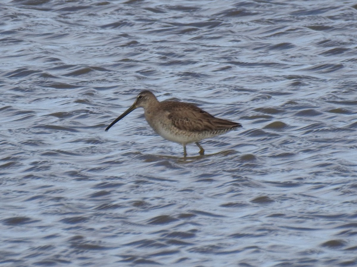 Long-billed Dowitcher - Daron Patterson