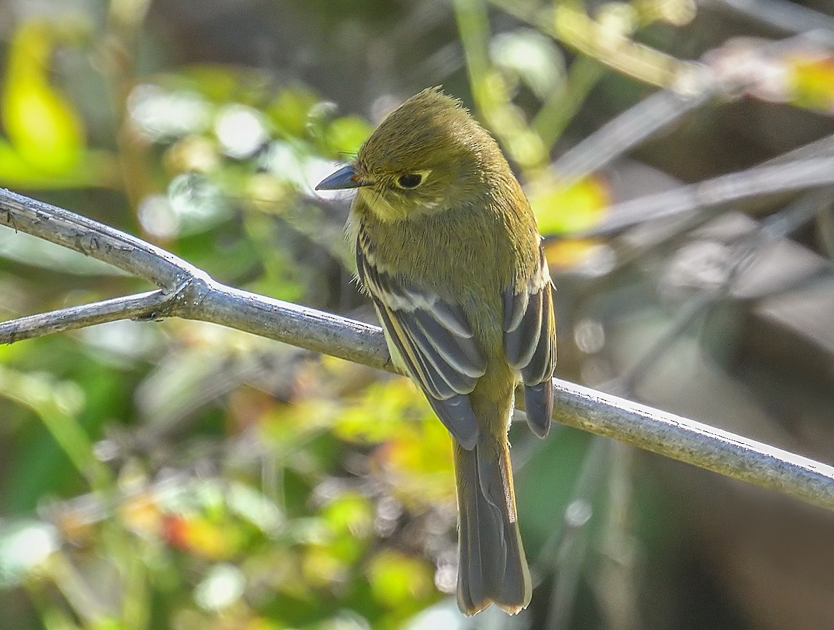 Western Flycatcher (Pacific-slope) - Jerry Ting