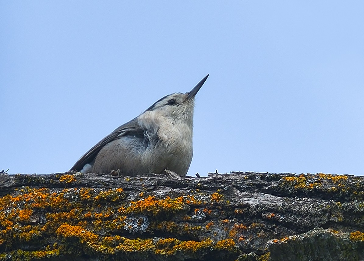 White-breasted Nuthatch - ML218137371