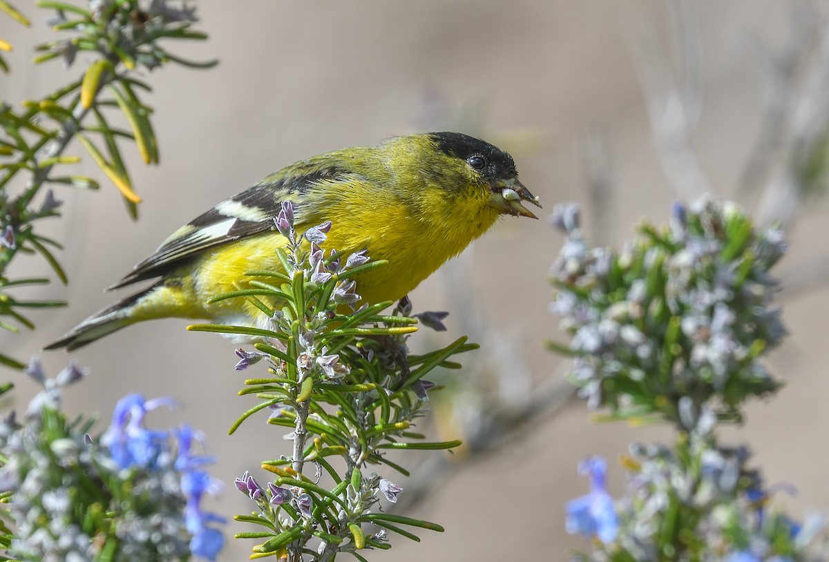 Lesser Goldfinch - Jerry Ting
