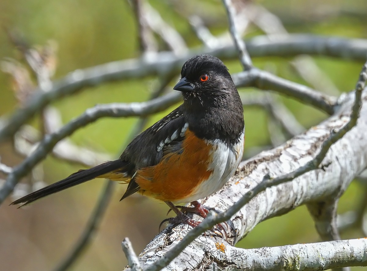 Spotted Towhee - ML218137441
