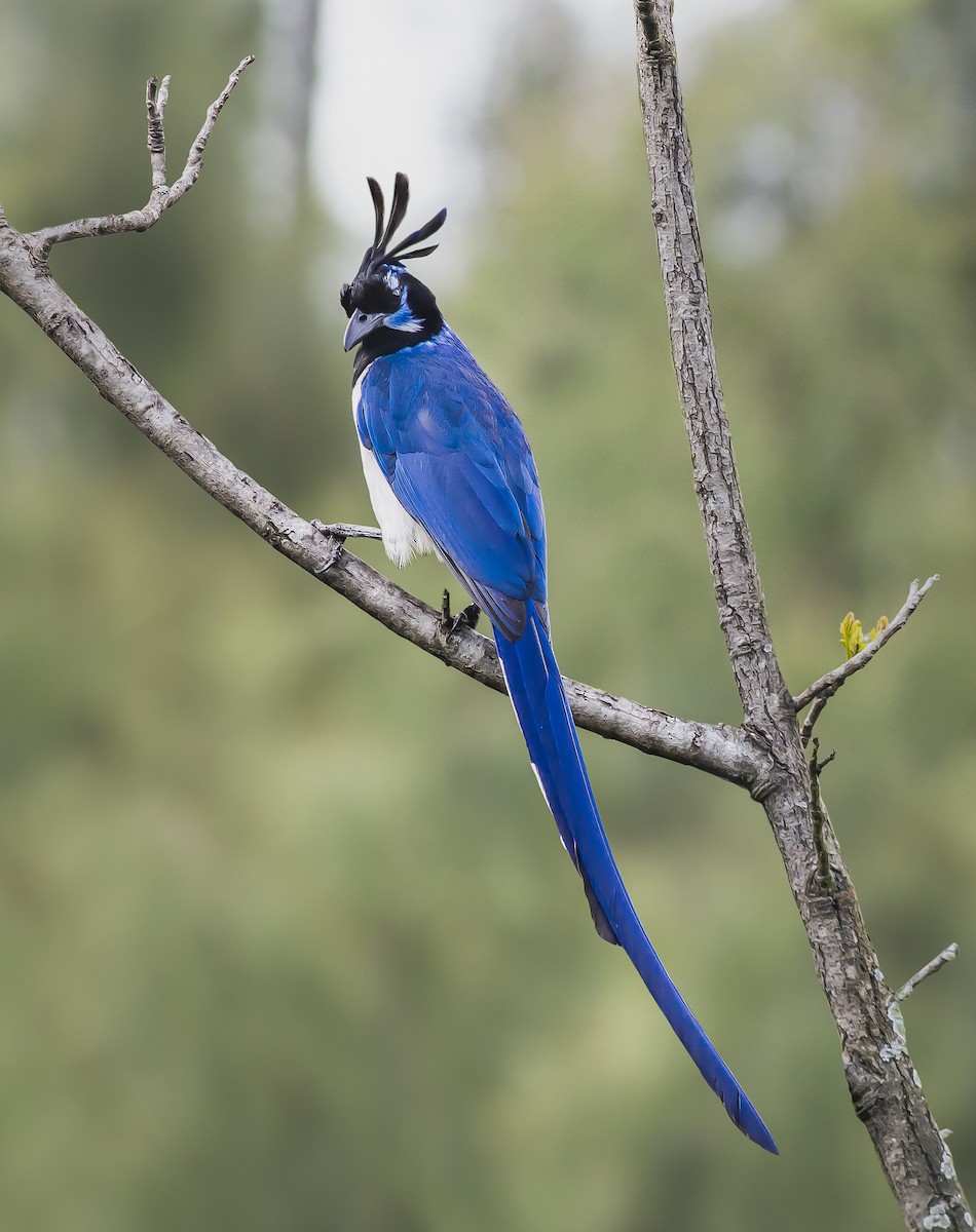 Black-throated Magpie-Jay - Anonymous