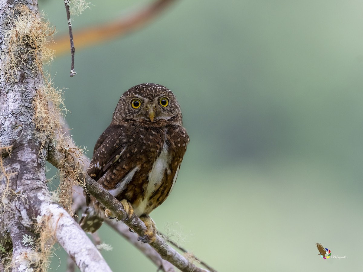 Costa Rican Pygmy-Owl - ML218139631