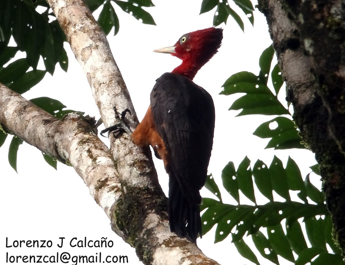 Red-necked Woodpecker - Lorenzo Calcaño