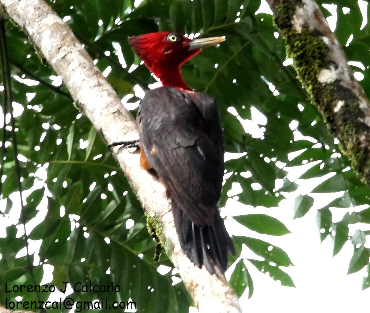Red-necked Woodpecker - ML218139691