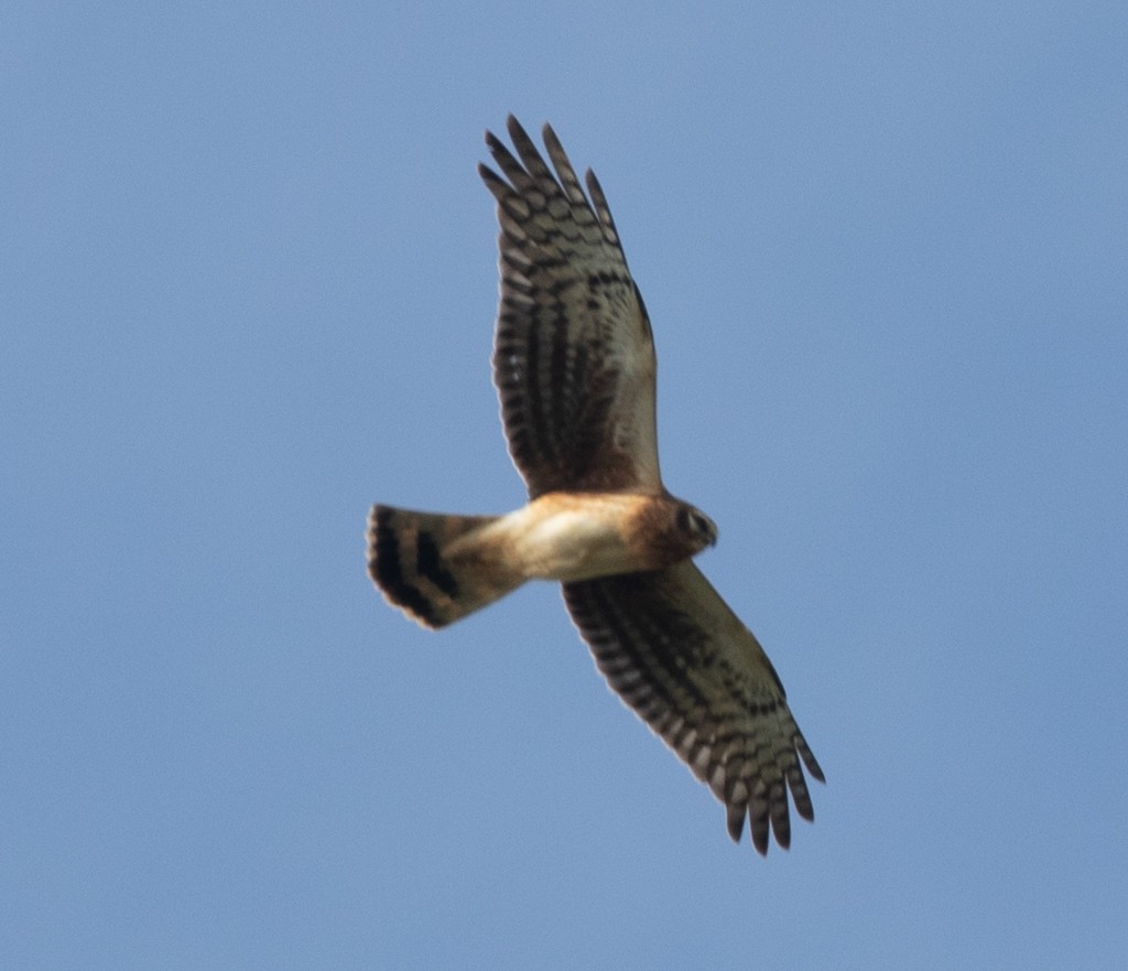 Northern Harrier - Lindy Fung
