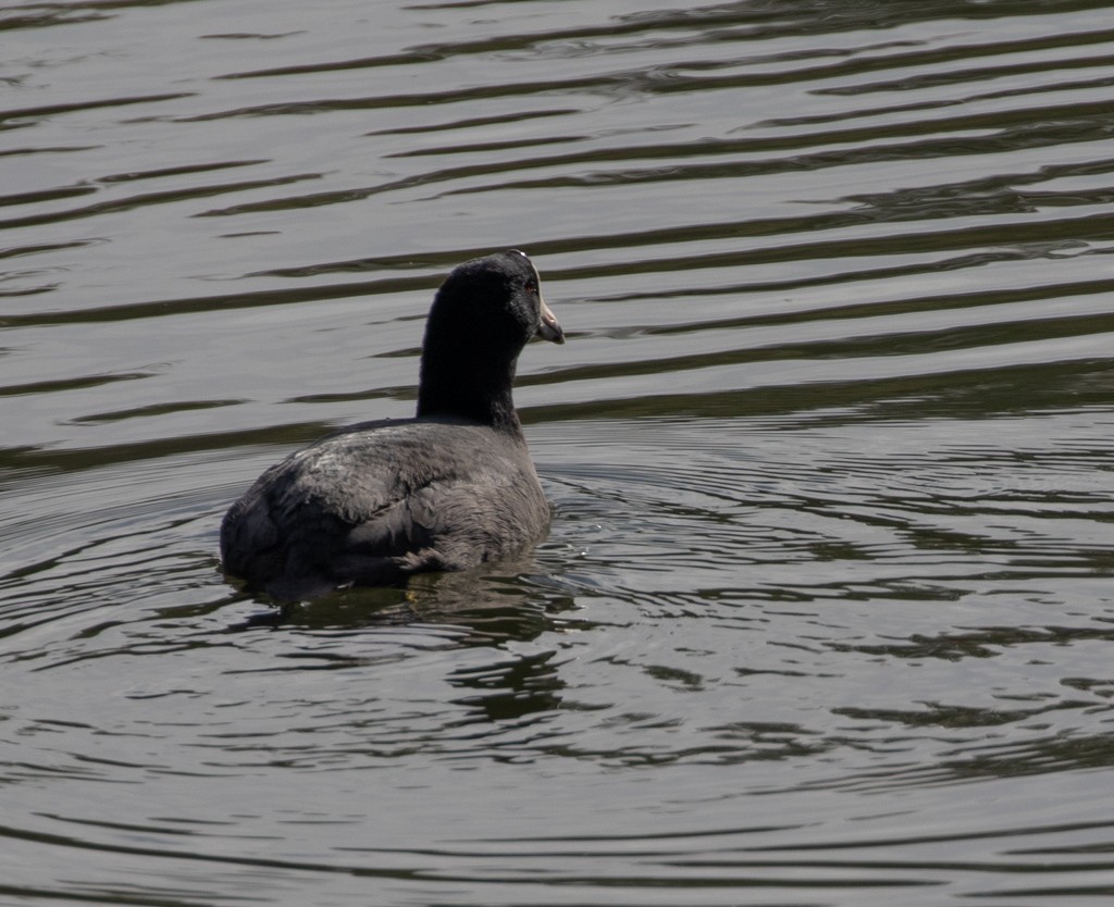 American Coot - Lindy Fung