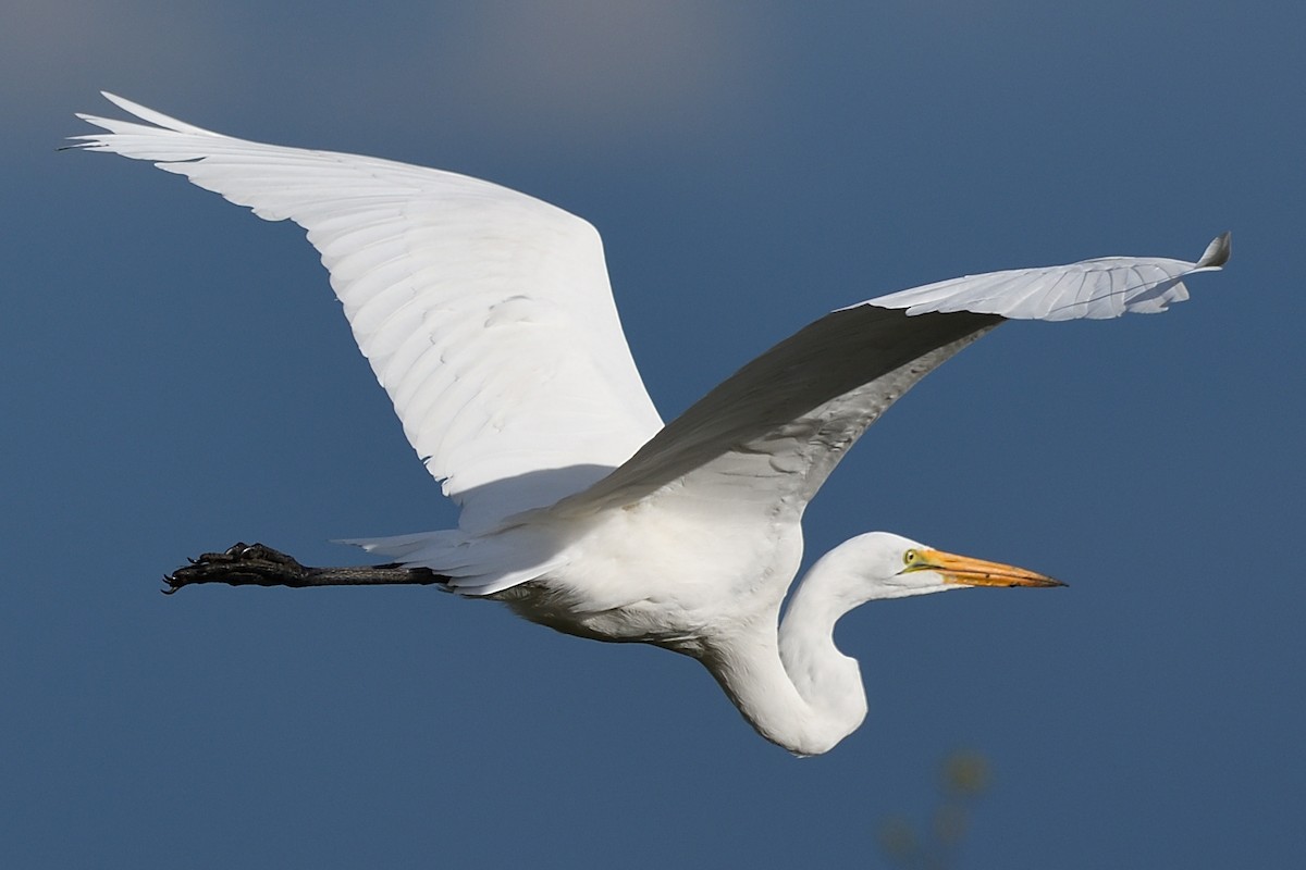 Great Egret - Song Yu