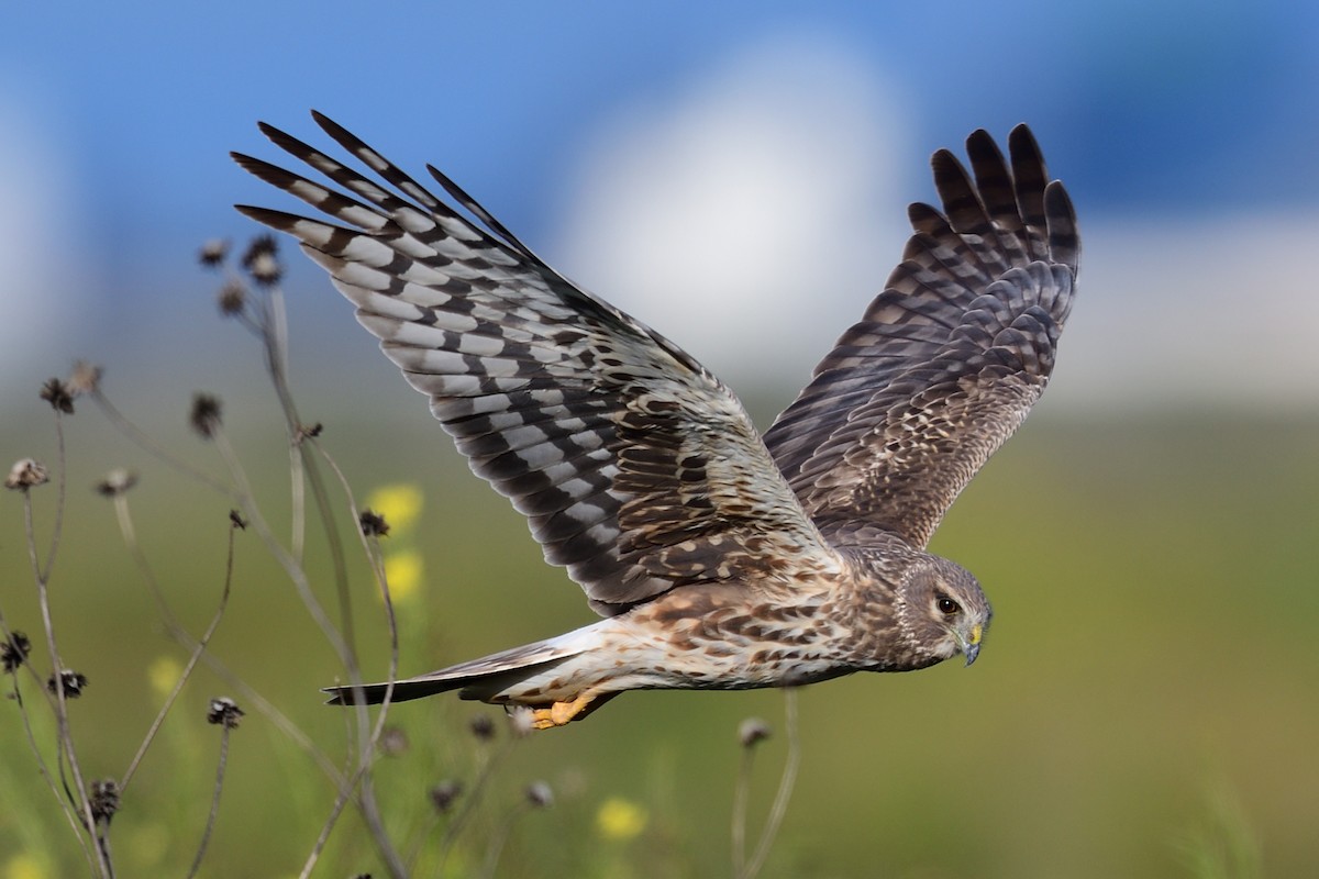 Northern Harrier - Song Yu