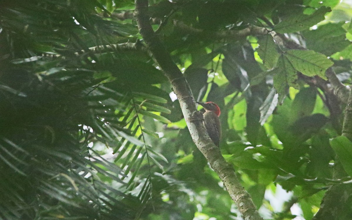 Red-collared Woodpecker - ML218147411