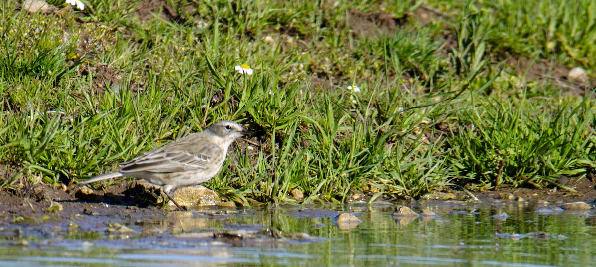 Water Pipit - ML218147881