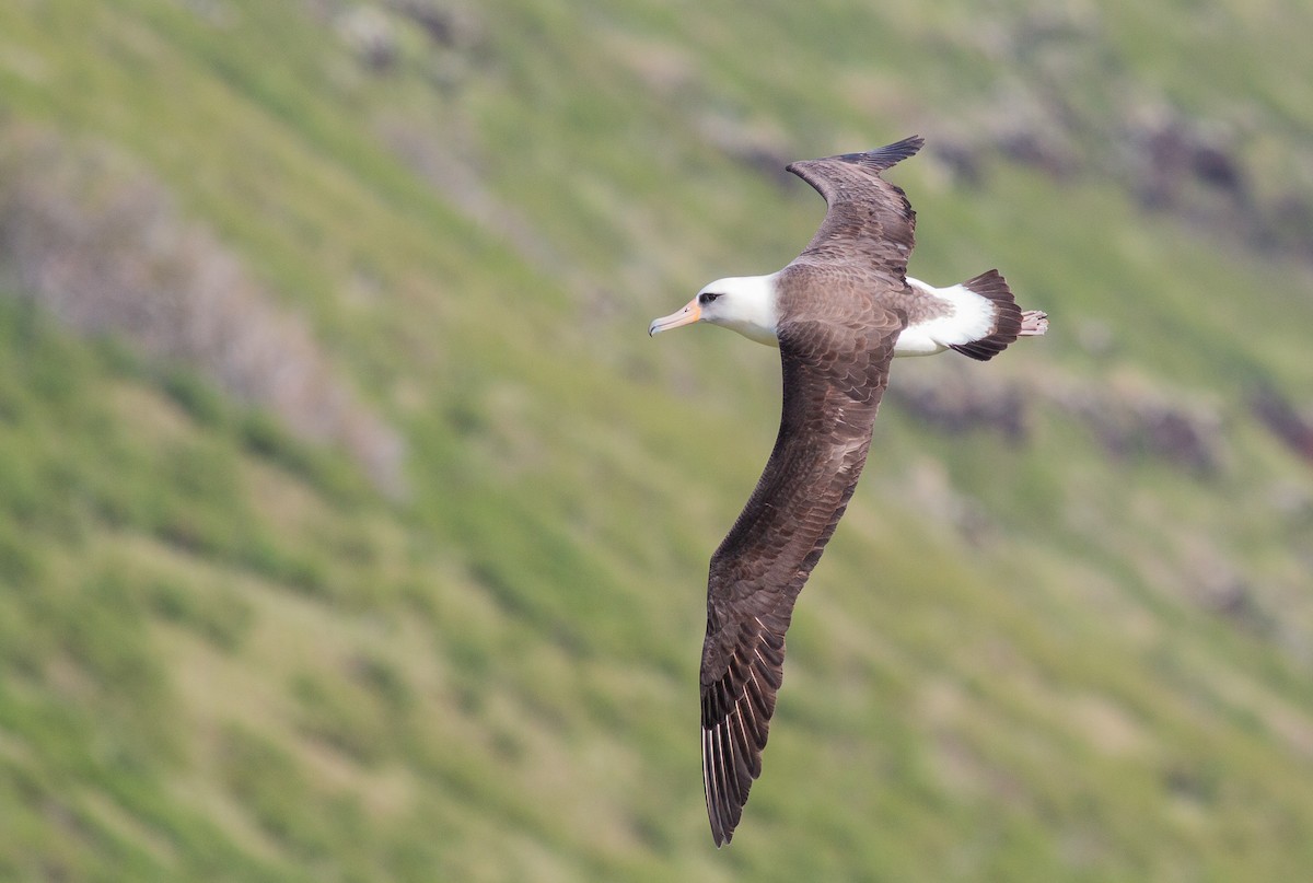Laysan Albatross - David Brock