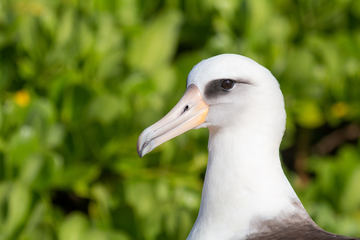 albatros laysanský - ML218148131