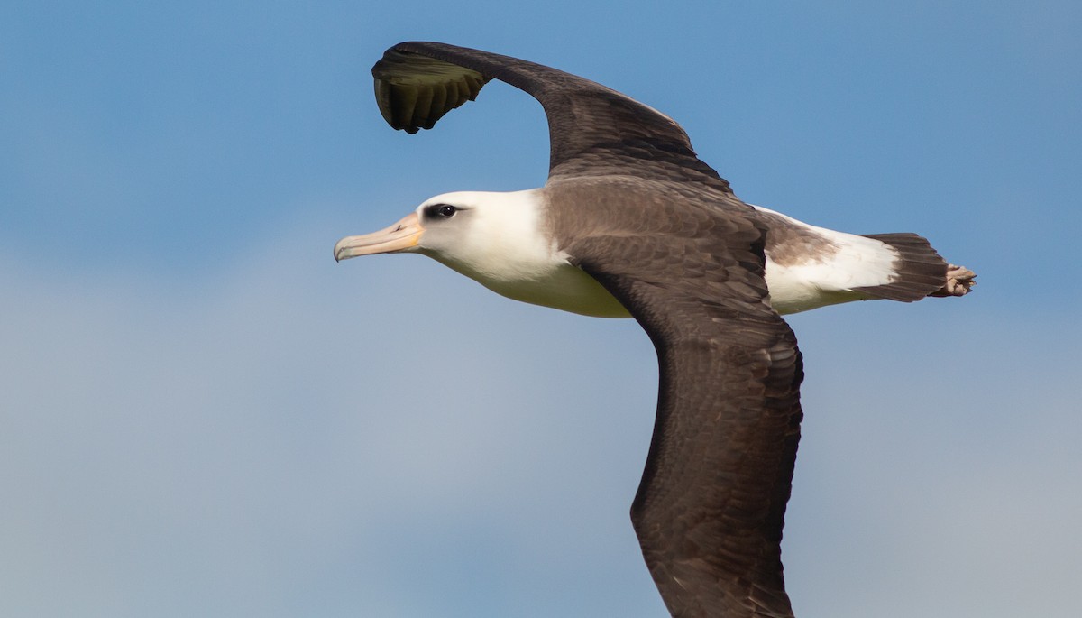 albatros laysanský - ML218148151