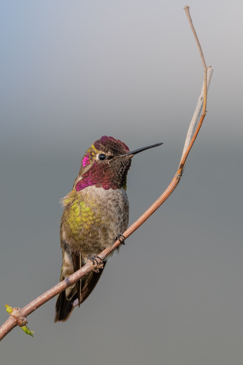 Anna's Hummingbird - Sharif Uddin