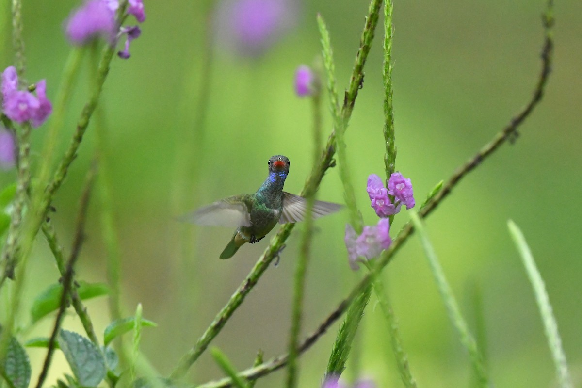 Blue-throated Goldentail - Ting-Wei (廷維) HUNG (洪)