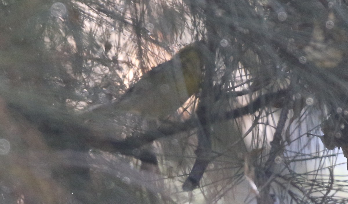 Townsend's Warbler - logan kahle