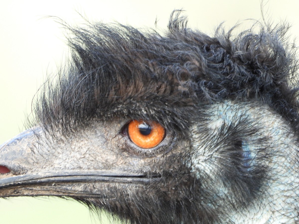 Emu - troy and karyn zanker