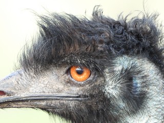 Emu, ML218154471
