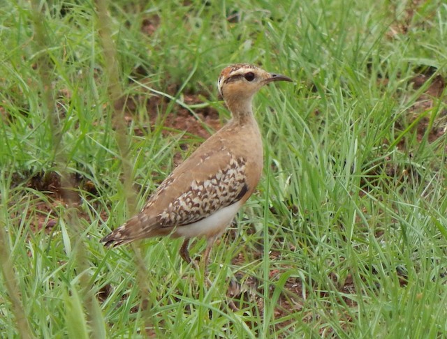 Undergoing Preformativve Molt. - Temminck's Courser - 