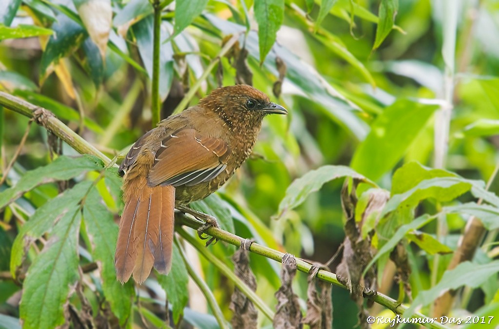 Brown-capped Laughingthrush - ML218157461