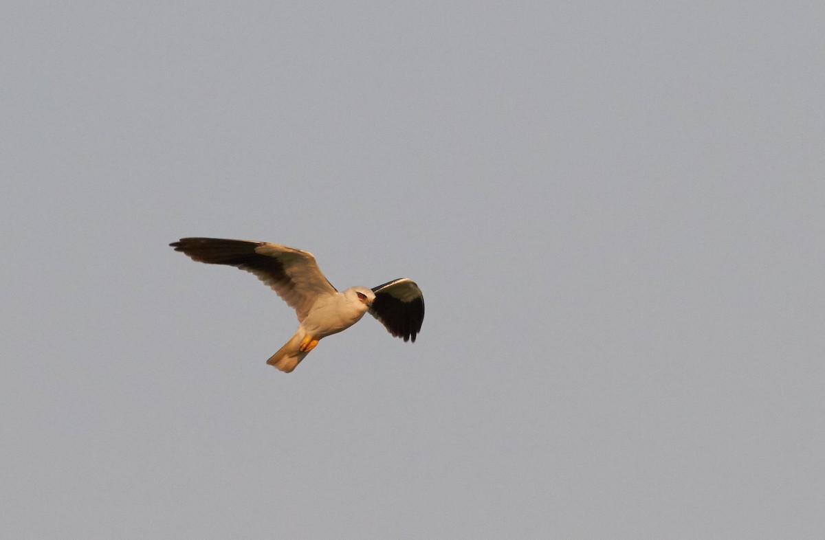 Black-winged Kite - ML218157791