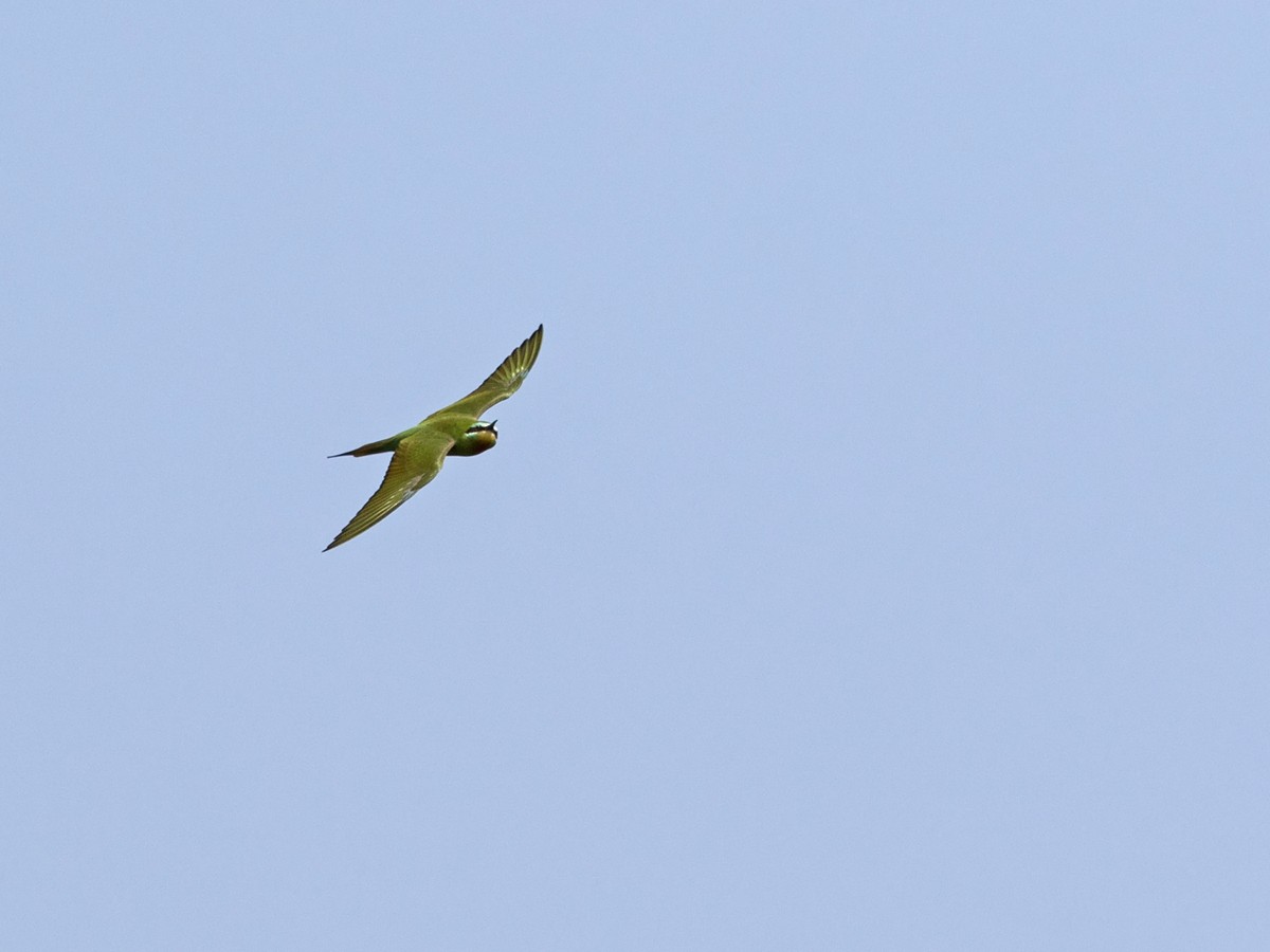 Blue-cheeked Bee-eater - ML218159321