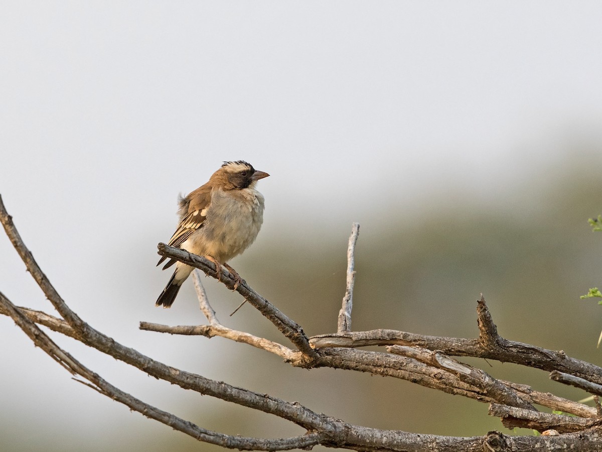 White-browed Sparrow-Weaver (White-breasted) - ML218159381