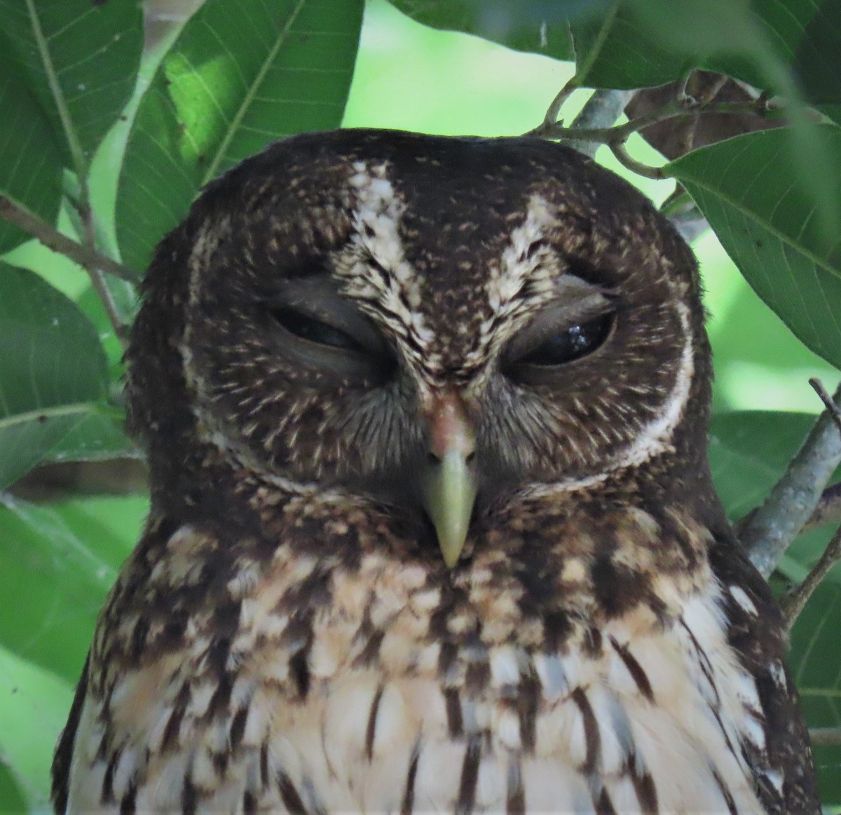 Mottled Owl - Berend van Baak