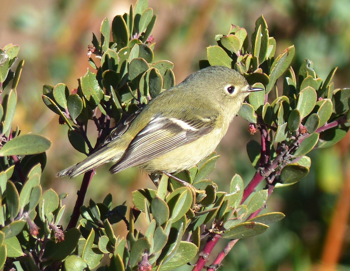 Ruby-crowned Kinglet - Gary Gray