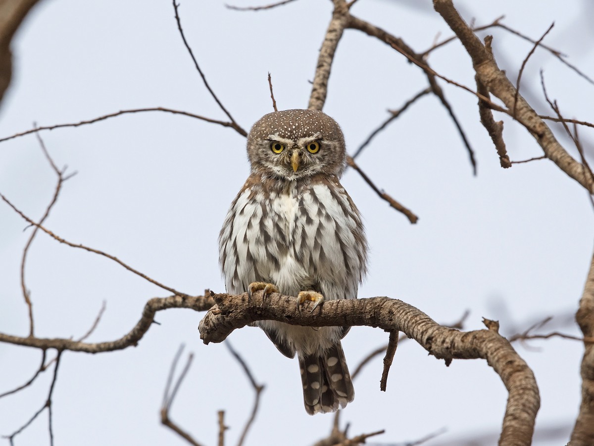 Pearl-spotted Owlet - ML218162571