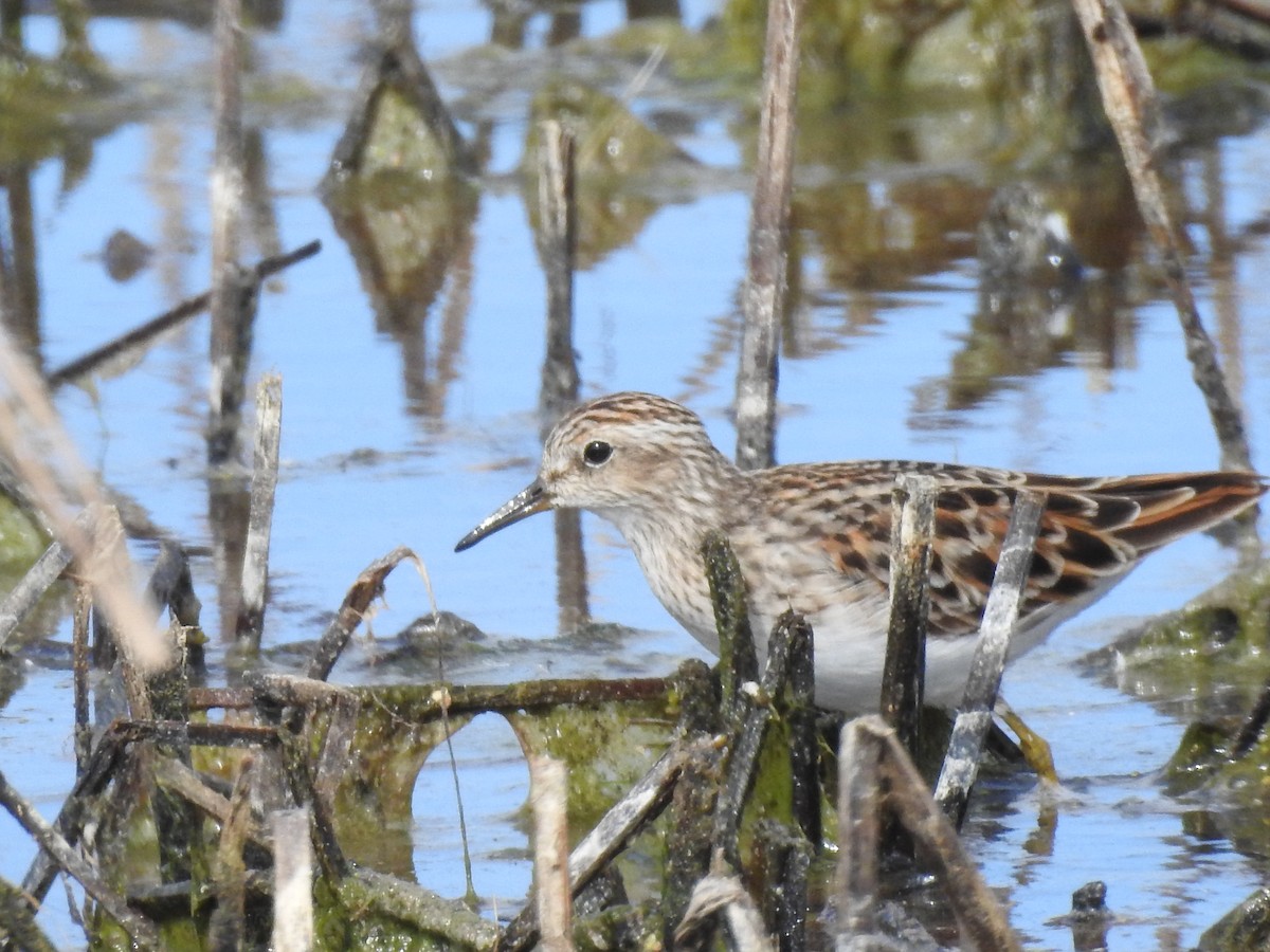 Long-toed Stint - Barry Power