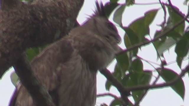Dusky Eagle-Owl - ML218167911