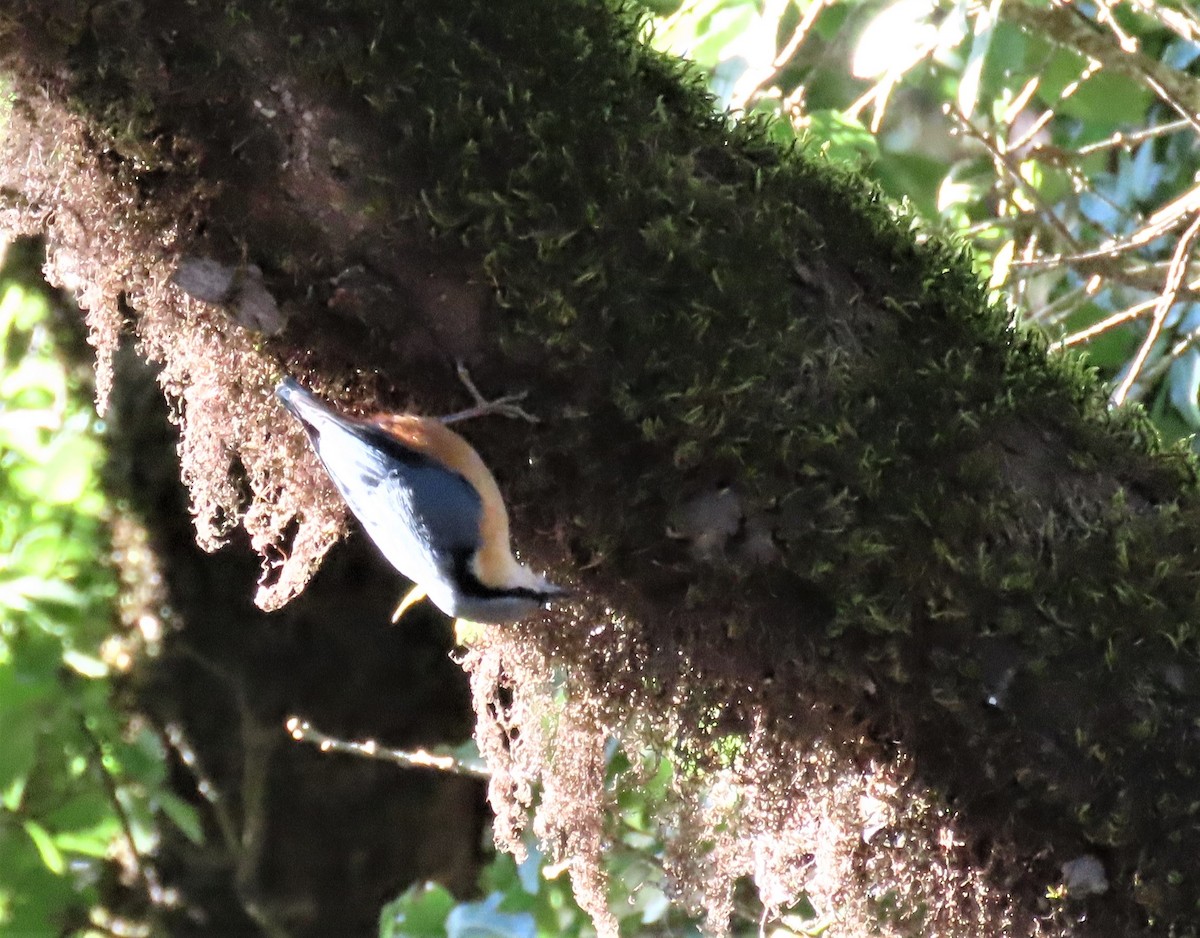 White-tailed Nuthatch - ML218170271