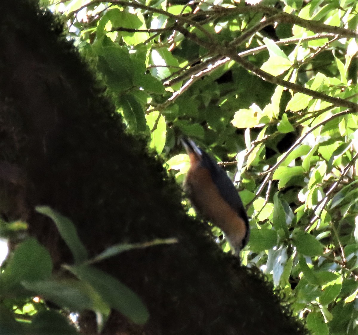 White-tailed Nuthatch - ML218170281