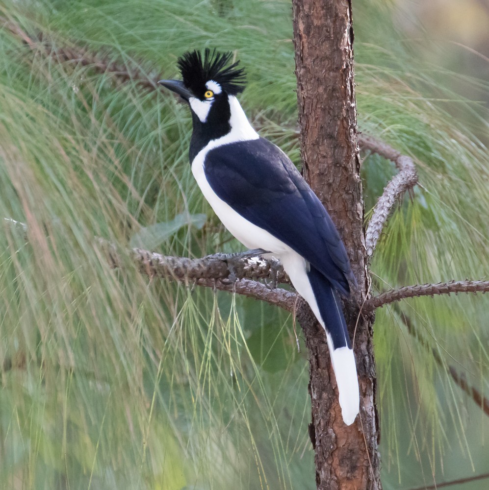 Tufted Jay - Allan Welby