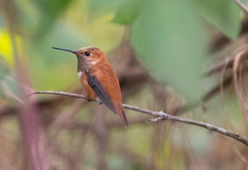 Rufous Hummingbird - Allan Welby