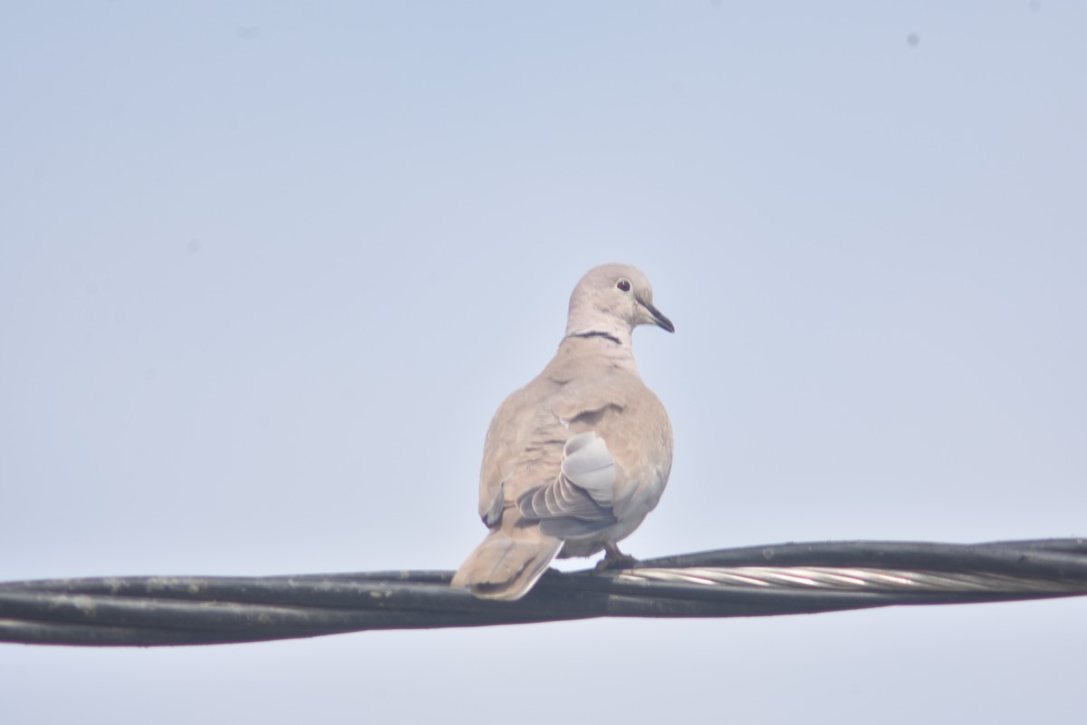 Eurasian Collared-Dove - ML218174931
