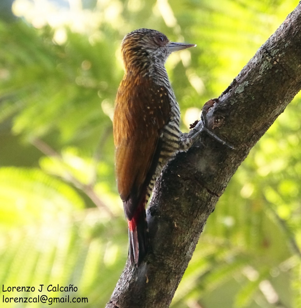 Red-rumped Woodpecker - Lorenzo Calcaño