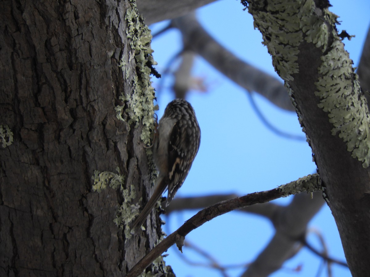 Brown Creeper - Roger Simmons