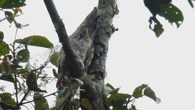 Papuan Frogmouth - ML218181171