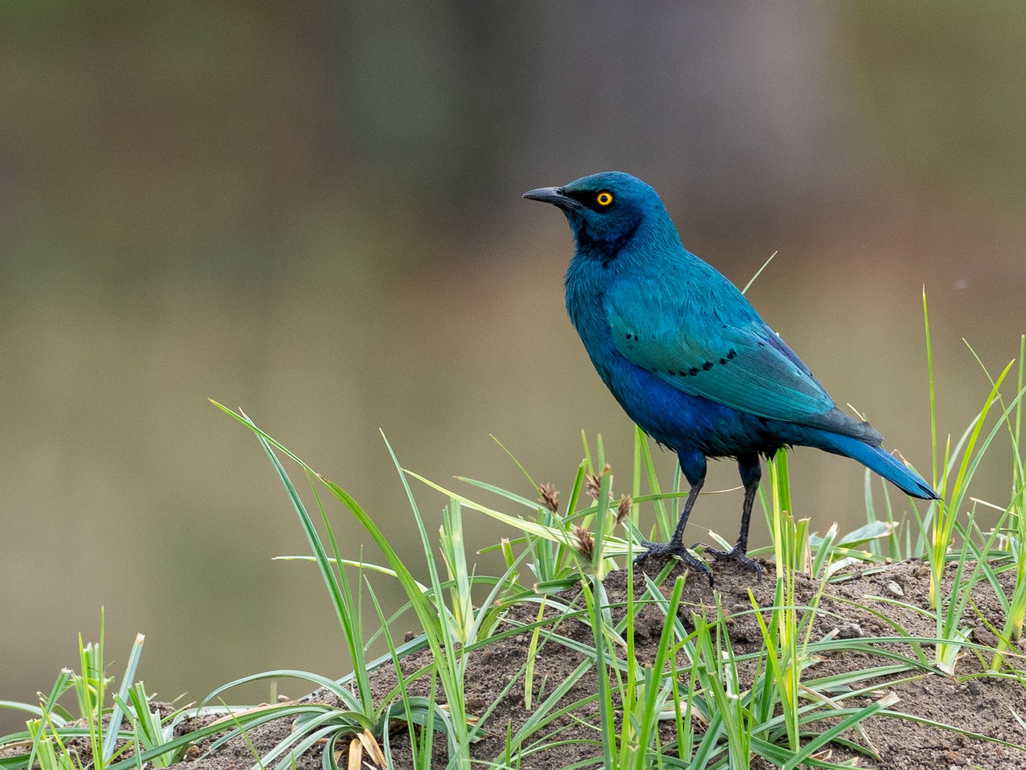 Greater Blue-eared Starling - Forest Botial-Jarvis