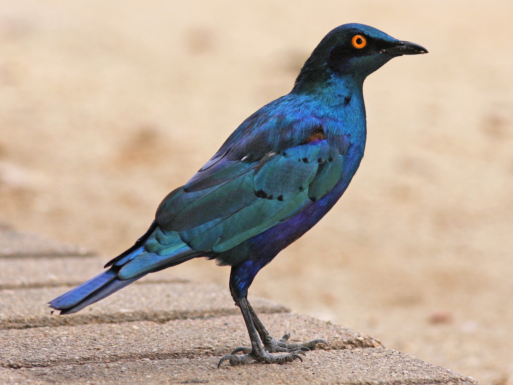 Greater Blue-eared Starling - Daniel Jauvin