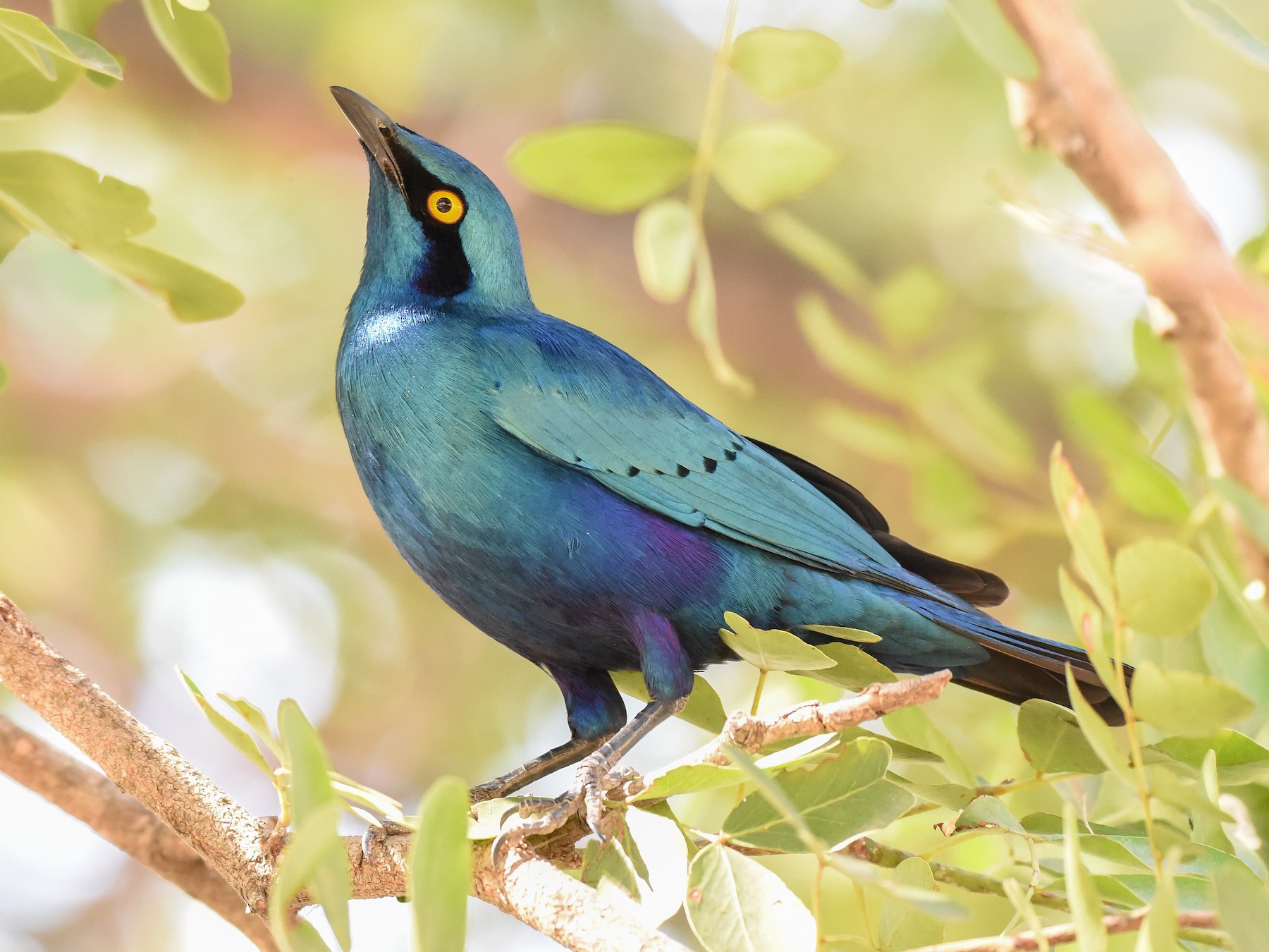 Greater Blue-eared Starling - Erik Martin